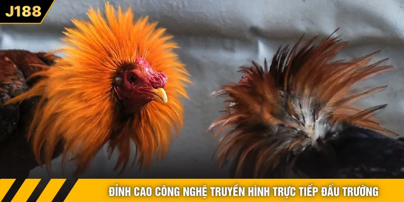 Đỉnh cao công nghệ truyền hình trực tiếp đấu trường